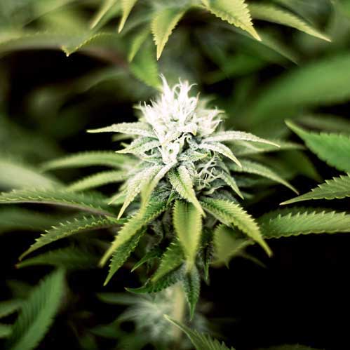 Hashtaron Home Canna2